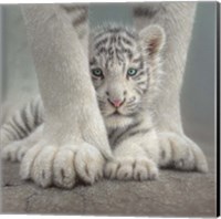 White Tiger Cub - Sheltered Fine Art Print