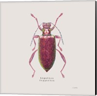 Adorning Coleoptera VI Sq Claret Fine Art Print