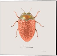 Adorning Coleoptera V Sq Camelia Fine Art Print