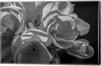 Monochrome Flower 05 Fine Art Print