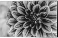 Monochrome Flower 70 Fine Art Print