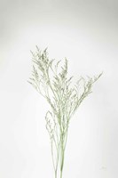 Simple Stems VII Fine Art Print