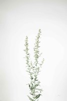 Simple Stems IV Fine Art Print