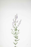 Simple Stems III Fine Art Print