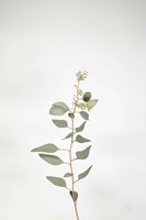 Simple Stems II Fine Art Print