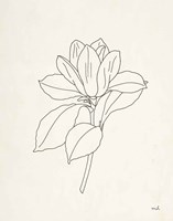 Magnolia Line Drawing Fine Art Print