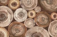 Rings of Life II Brown Fine Art Print