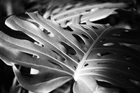 Philodendron Fine Art Print