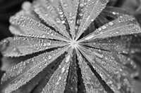 Raindrops on Lupine Fine Art Print