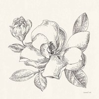 Flower Sketches II Fine Art Print