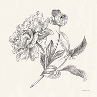 Flower Sketches I Fine Art Print