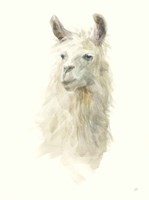 Classic Llamas II Fine Art Print