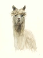 Classic Llamas I Fine Art Print