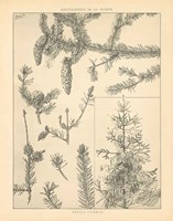 Vintage Tree Sketches I Framed Print