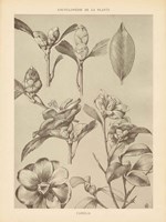 Lithograph Florals II Framed Print