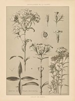 Lithograph Florals III Framed Print