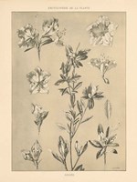 Lithograph Florals I Framed Print