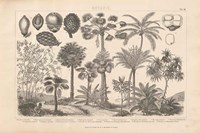 Botanik II Vintage Framed Print