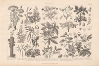 Botanik I Vintage Fine Art Print