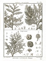 Histoire Naturelle Botanique II Light Framed Print