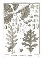 Histoire Naturelle Botanique I Light Framed Print
