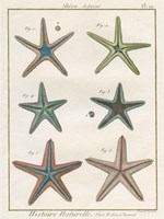 Histoire Naturelle Starfish I Fine Art Print