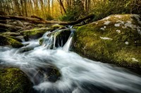 Fallen Timber Fine Art Print