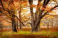 Crossing Paths Fine Art Print