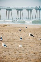 Seagull Coast Fine Art Print