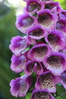 Purple Trailing Flower Fine Art Print