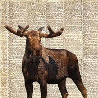 Country Moose I Fine Art Print
