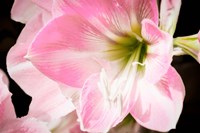 Soft Petals Fine Art Print