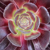Bright Succulent Square Fine Art Print