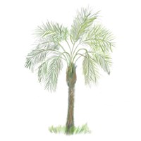 Palm Tree on White II Framed Print
