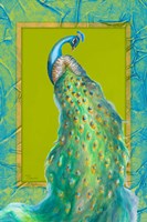 Peacock Daze II Fine Art Print
