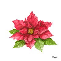 Poinsettia II Framed Print