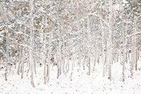 White Snow Wonderland Fine Art Print