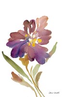 Iris Fine Art Print