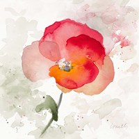 Translucent Poppy I Fine Art Print