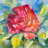 Crimson Peony Fine Art Print