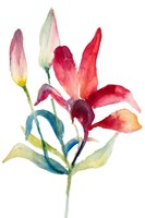 Crimson Paradise Lily Fine Art Print