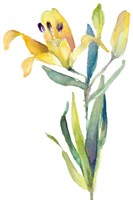 Yellow Lily Fine Art Print
