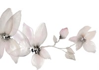 Blooming Whispers I Framed Print