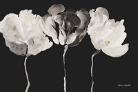 Trio in Light on Black Fine Art Print