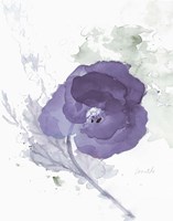 Translucent Mauve Poppy II Fine Art Print