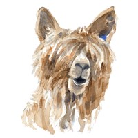 Shaggy Llama Fine Art Print