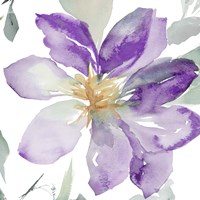 Clematis in Purple Shades II Fine Art Print