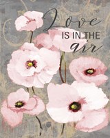 Kindle's Blush Poppies I Fine Art Print