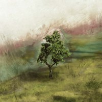 Lone Oak Fine Art Print