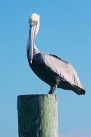 Pelican Perched II Fine Art Print